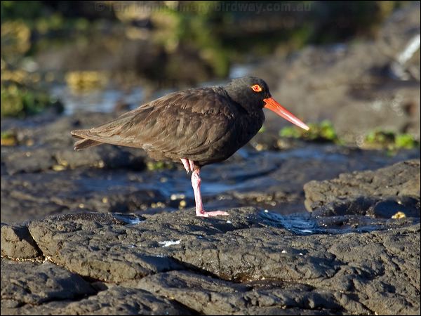 Sooty Oystercatcher sooty_oystercatcher_98274.psd