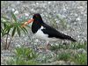 Click here to enter gallery and see photos of South Island Oystercatcher