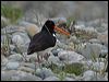 sip_oystercatcher_122742