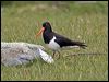 sip_oystercatcher_133500