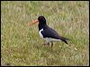 sip_oystercatcher_133504