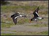 sip_oystercatcher_133532