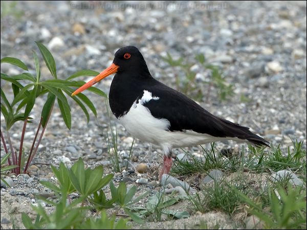 South Island Oystercatcher sip_oystercatcher_122740.psd