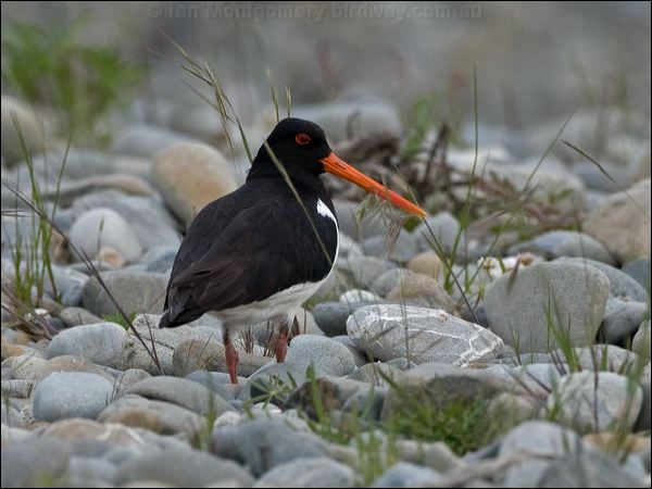 South Island Oystercatcher sip_oystercatcher_122742.psd