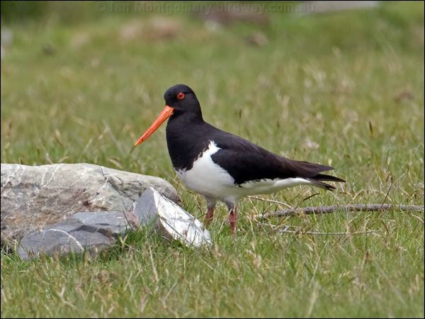 South Island Oystercatcher sip_oystercatcher_133500.psd