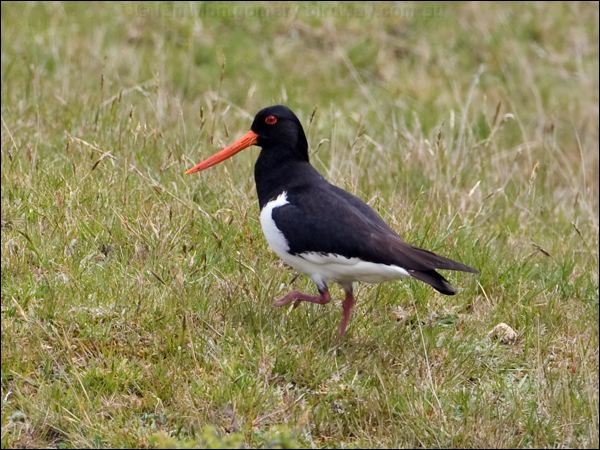 South Island Oystercatcher sip_oystercatcher_133504.psd
