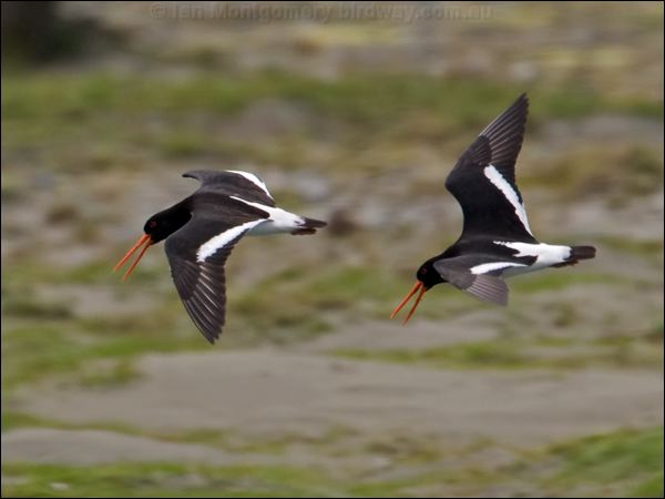 South Island Oystercatcher sip_oystercatcher_133532.psd