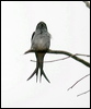 greyrumped_treeswift_06626