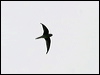 Click here to enter gallery and see photos of Grey-rumped Treeswift