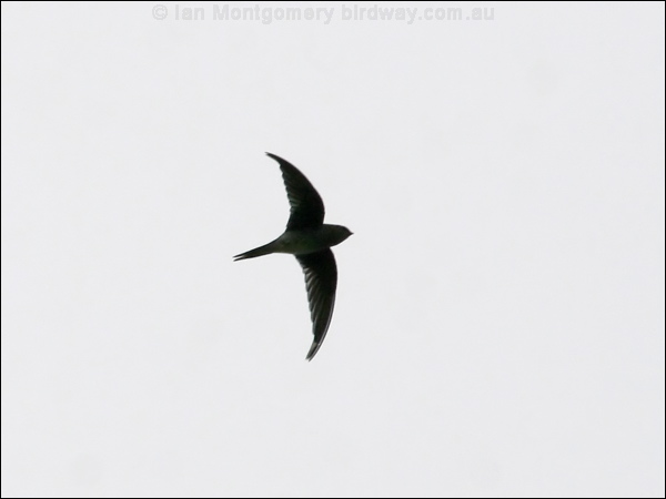 Grey-rumped Treeswift greyrumped_treeswift_56987.psd