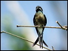 whiskered_treeswift_06301
