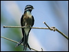 whiskered_treeswift_06303