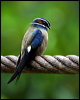 whiskered_treeswift_50762