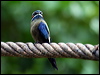 whiskered_treeswift_50774