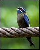 whiskered_treeswift_50790