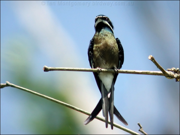 Whiskered Treeswift whiskered_treeswift_06301.psd