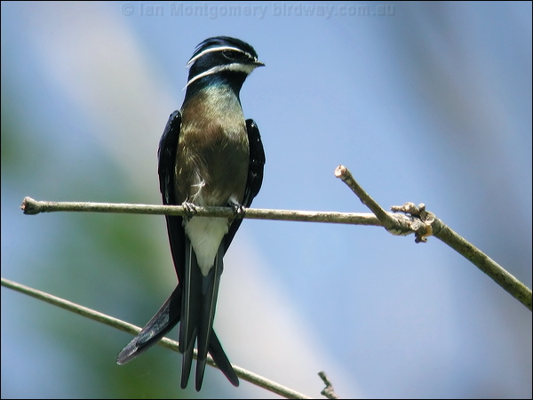Whiskered Treeswift whiskered_treeswift_06303.psd