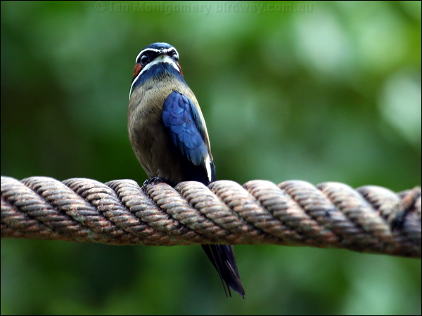 Whiskered Treeswift whiskered_treeswift_50774.psd