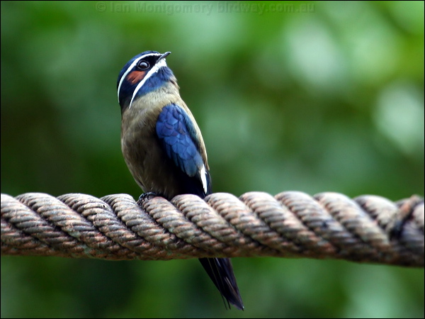 Whiskered Treeswift whiskered_treeswift_50781.psd
