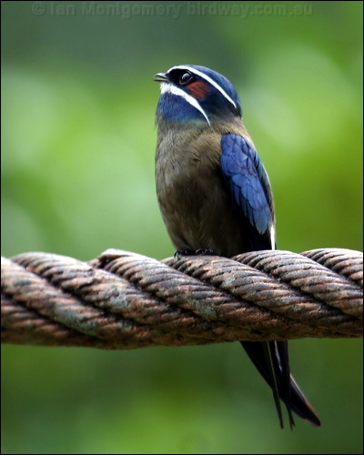 Whiskered Treeswift whiskered_treeswift_50790.psd