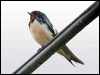 barn_swallow_06702