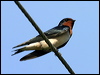 barn_swallow_12687