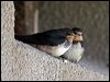 barn_swallow_140331