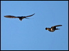 barn_swallow_140332