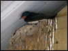 barn_swallow_170013