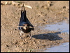 barn_swallow_54205
