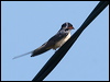 barn_swallow_54657