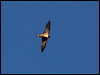 barn_swallow_67127