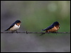 barn_swallow_68096