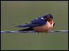 barn_swallow_68202