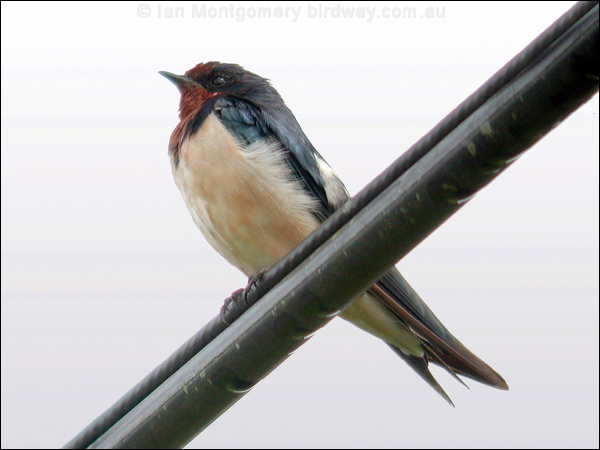 Barn Swallow barn_swallow_06702.psd
