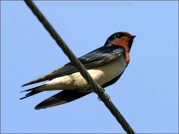 Barn Swallow barn_swallow_12687.psd
