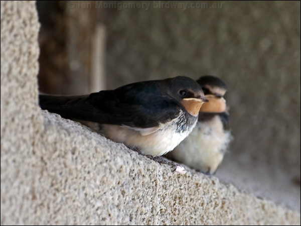 Barn Swallow barn_swallow_140331.psd