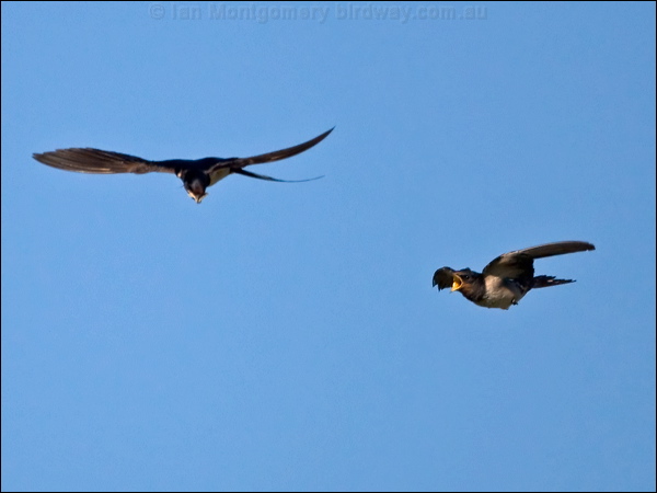 Barn Swallow barn_swallow_140332.psd