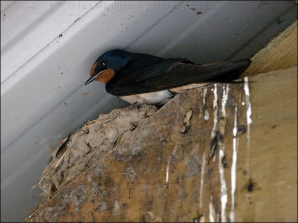 Barn Swallow barn_swallow_170013.psd