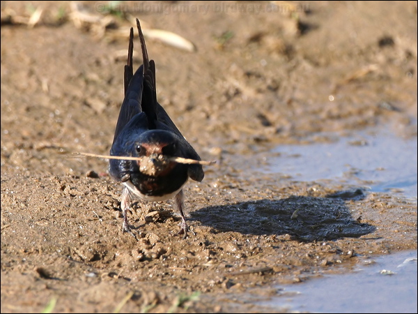 Barn Swallow barn_swallow_54205.psd