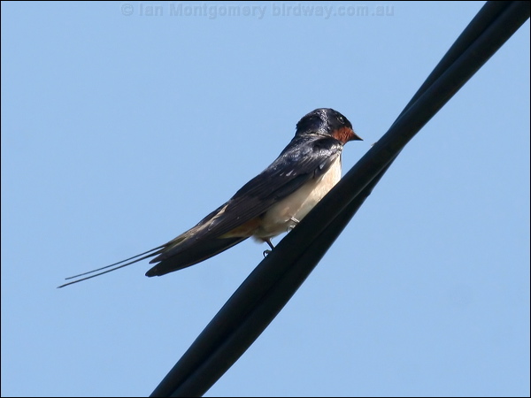 Barn Swallow barn_swallow_54657.psd