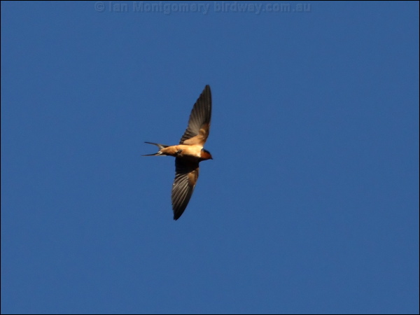 Barn Swallow barn_swallow_67127.psd