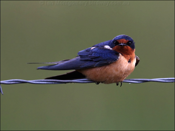 Barn Swallow barn_swallow_68202.psd
