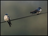 blueandwhiteswallow_112238