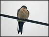 blueandwhiteswallow_112261