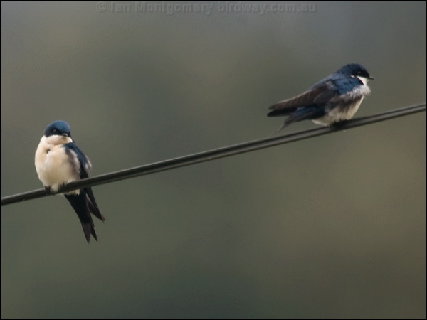 Blue and White Swallow blueandwhiteswallow_112238.psd