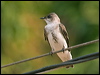 brown_chest_martin_203884