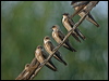 brown_chest_martin_204496