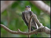 Click here to enter Brown-chested Martin gallery