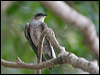 brown_chest_martin_204717